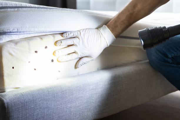 Flea Control Services in Montezuma, GA