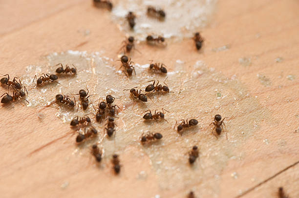 Best Pest Removal Services  in Montezuma, GA